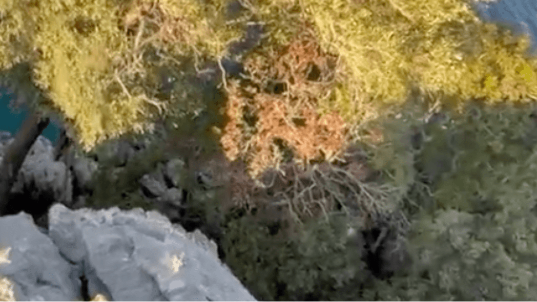 The importance of roots